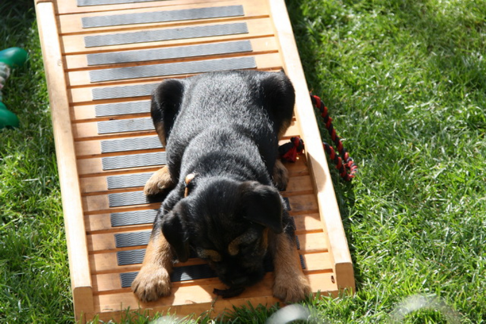 C-Wurf_Valentinstag-8_Wochen-01