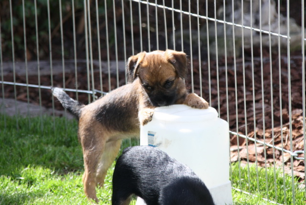 C-Wurf_Valentinstag-8_Wochen-03