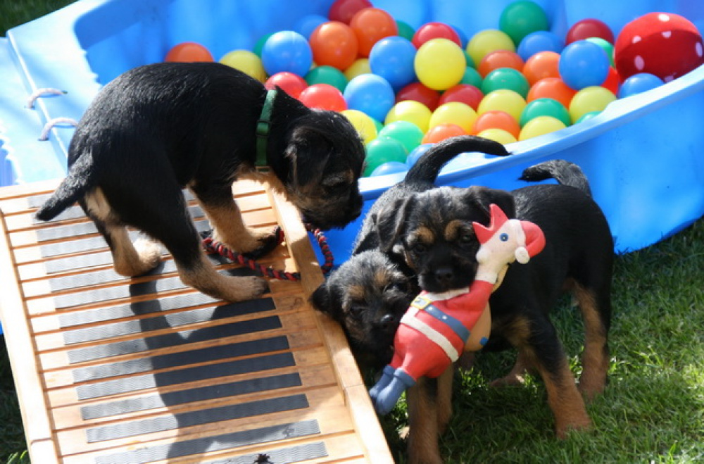 C-Wurf_Valentinstag-8_Wochen-05