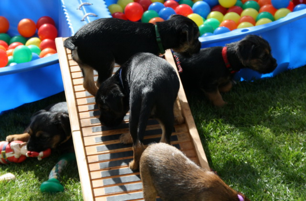 C-Wurf_Valentinstag-8_Wochen-07