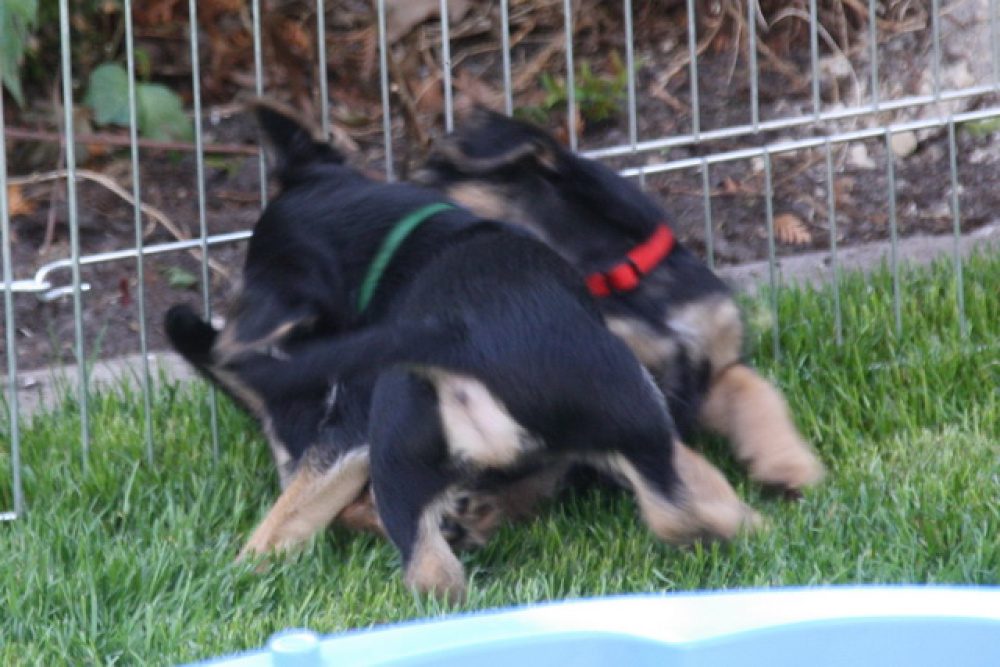 C-Wurf_Valentinstag-8_Wochen-08