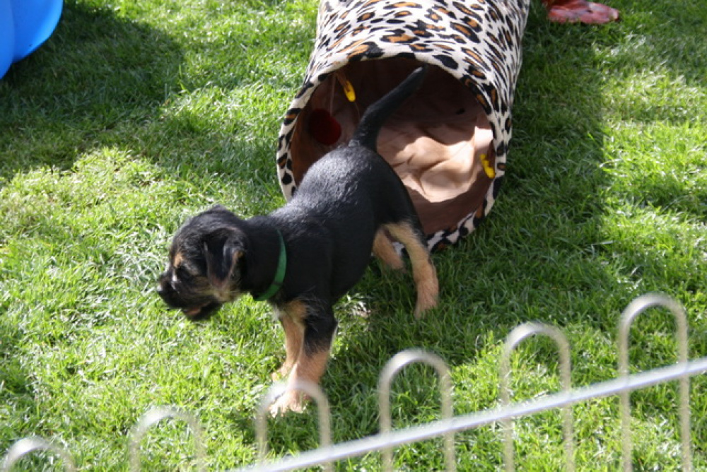 C-Wurf_Valentinstag-8_Wochen-09