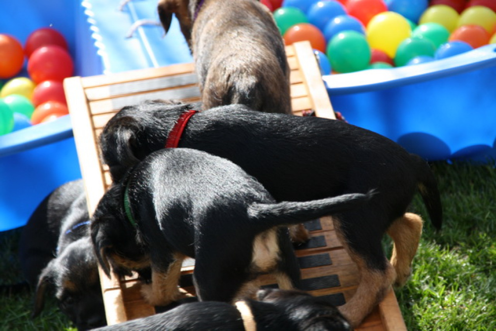 C-Wurf_Valentinstag-8_Wochen-10