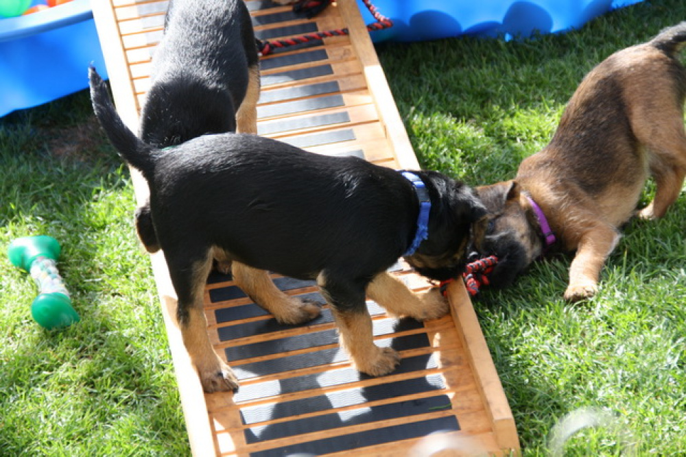 C-Wurf_Valentinstag-8_Wochen-12