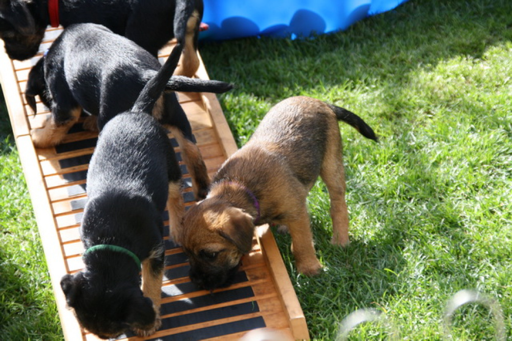 C-Wurf_Valentinstag-8_Wochen-13