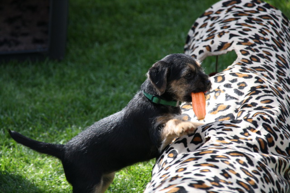 C-Wurf_Valentinstag-8_Wochen-14