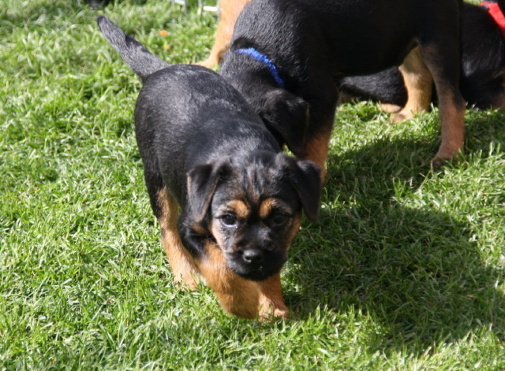 C-Wurf_Valentinstag-8_Wochen-16