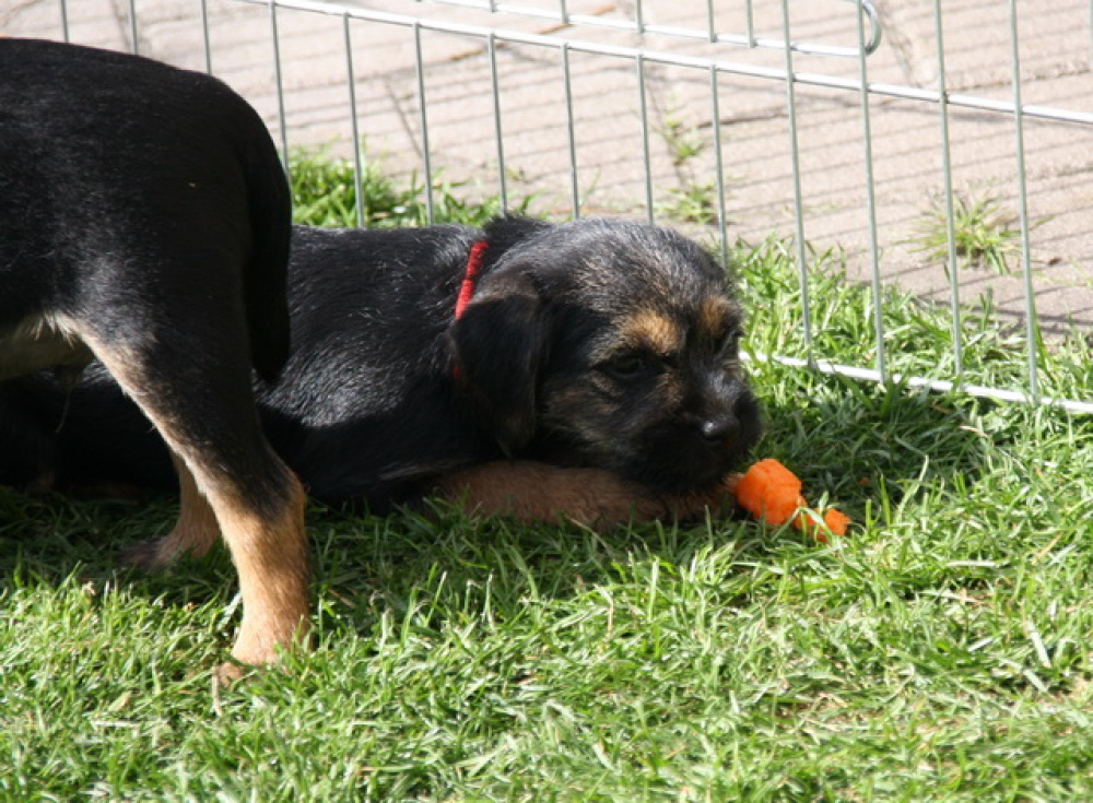 C-Wurf_Valentinstag-8_Wochen-17