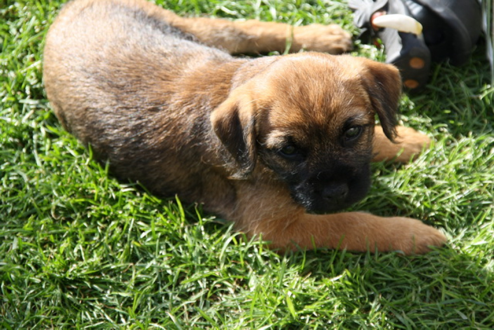 C-Wurf_Valentinstag-8_Wochen-18