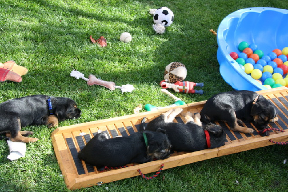 C-Wurf_Valentinstag-8_Wochen-19