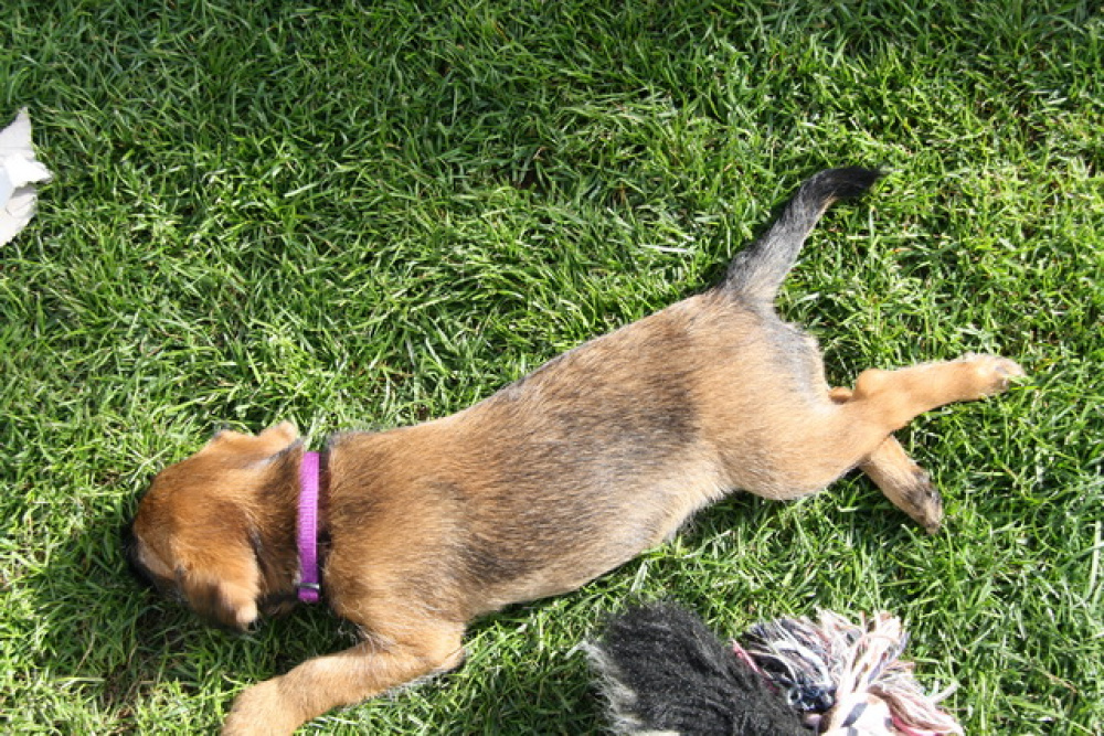 C-Wurf_Valentinstag-8_Wochen-20