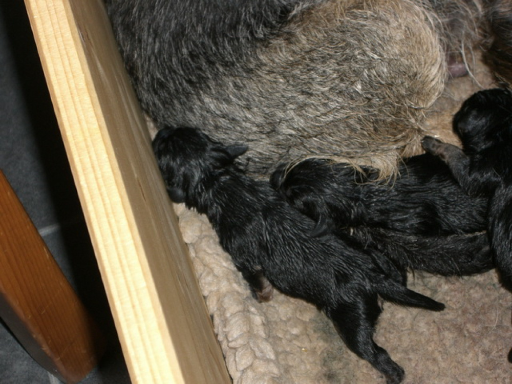 C-Wurf_am_Valentinstag_001