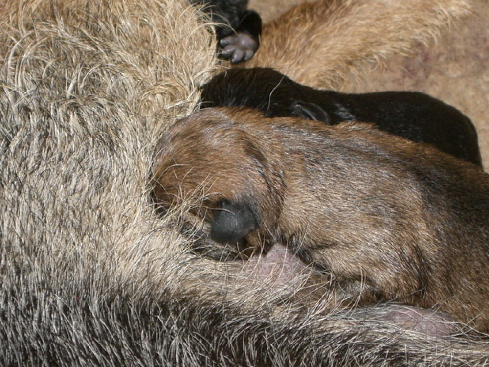 C-Wurf_am_Valentinstag_004