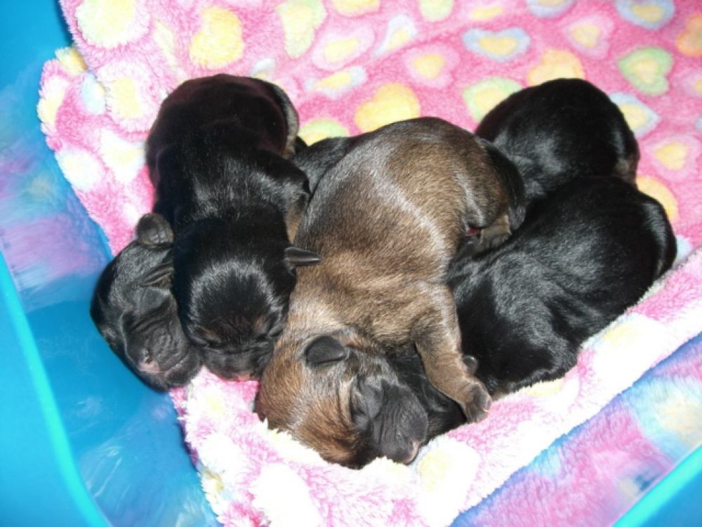 C-Wurf_am_Valentinstag_007