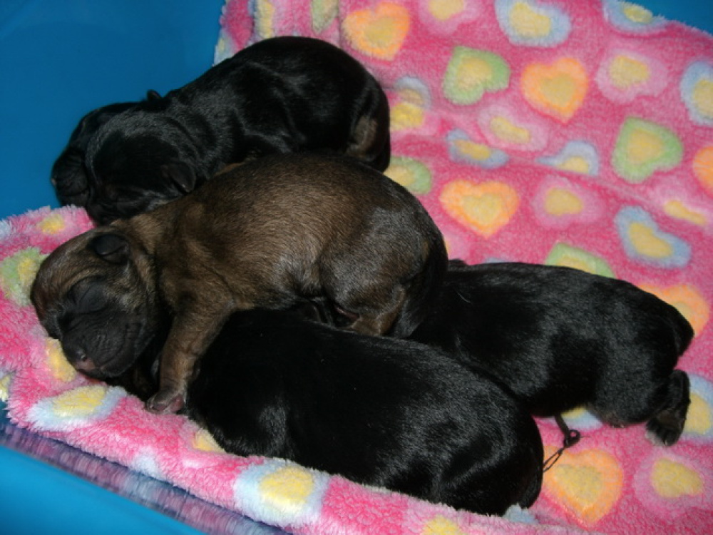 C-Wurf_am_Valentinstag_008