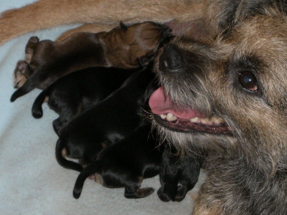 C-Wurf_am_Valentinstag_010