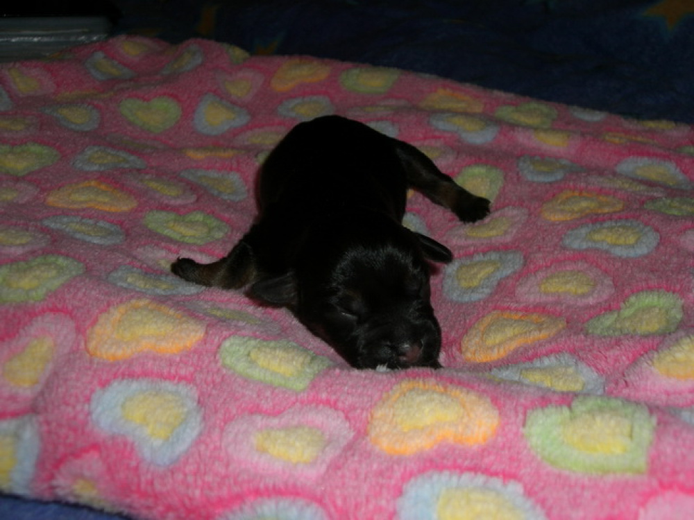 C-Wurf_am_Valentinstag_012