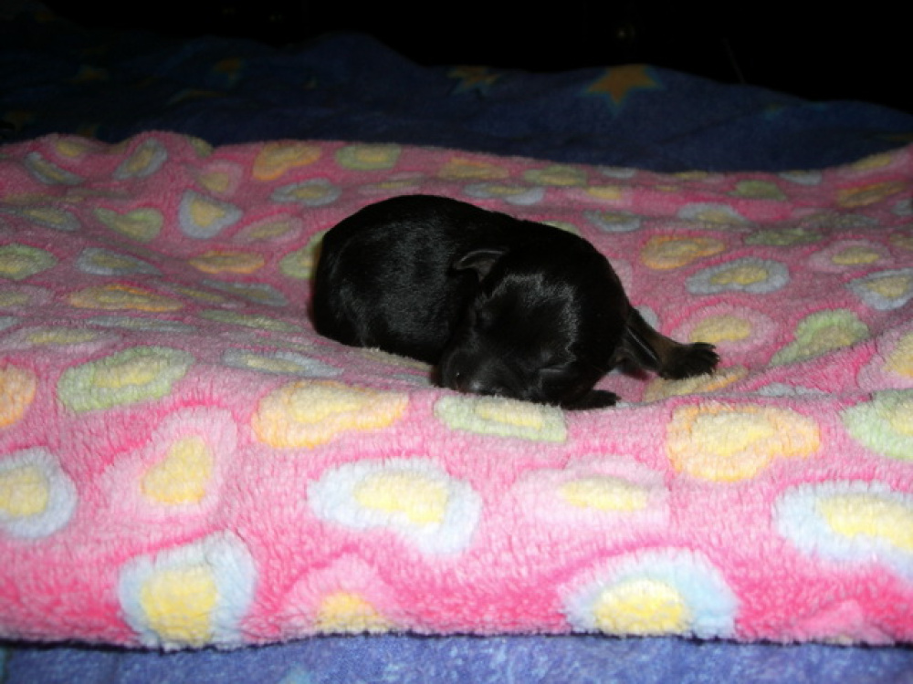 C-Wurf_am_Valentinstag_013