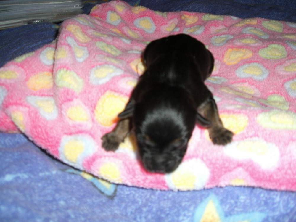 C-Wurf_am_Valentinstag_014