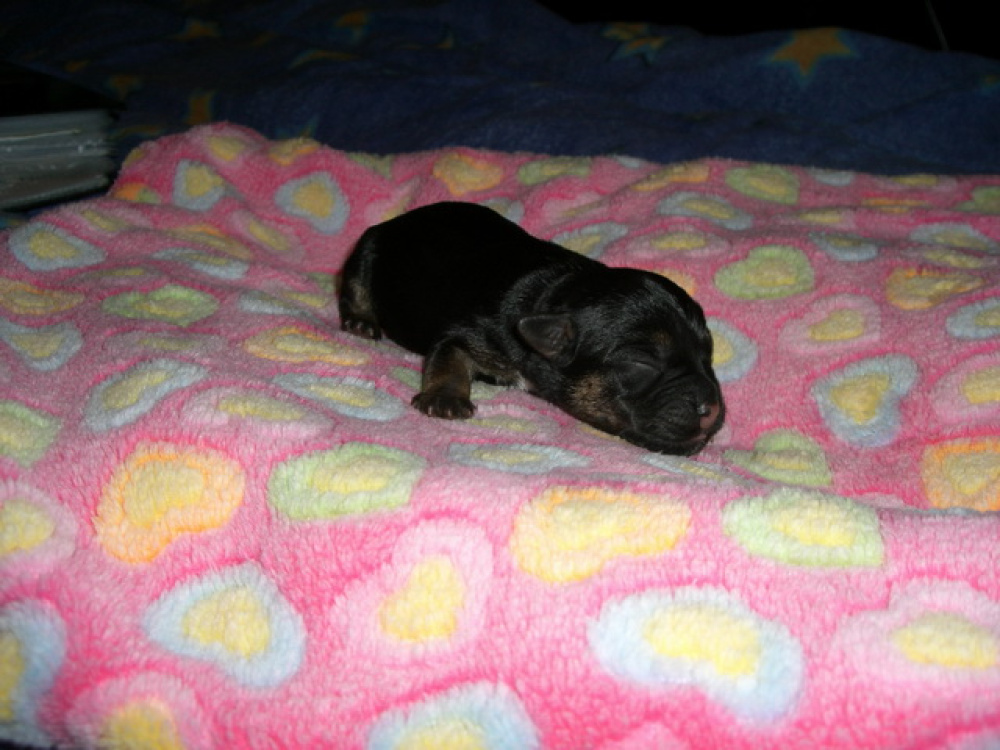 C-Wurf_am_Valentinstag_015