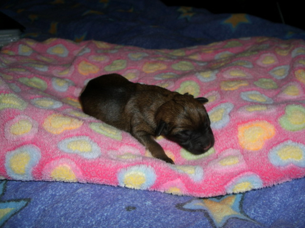 C-Wurf_am_Valentinstag_016