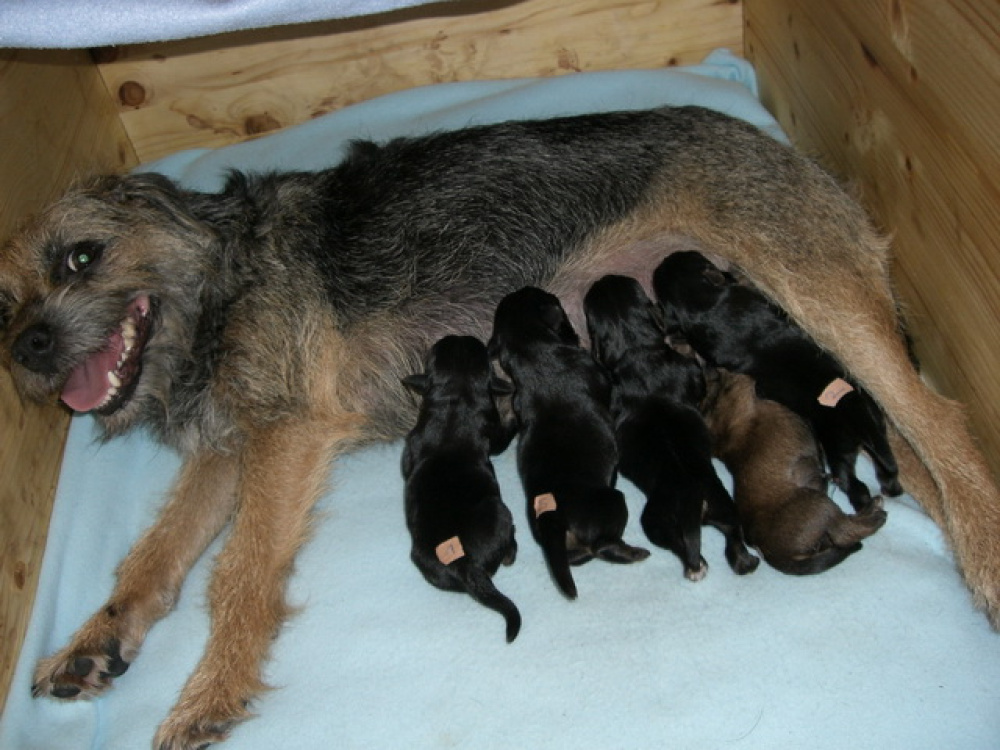 C-Wurf_am_Valentinstag_018