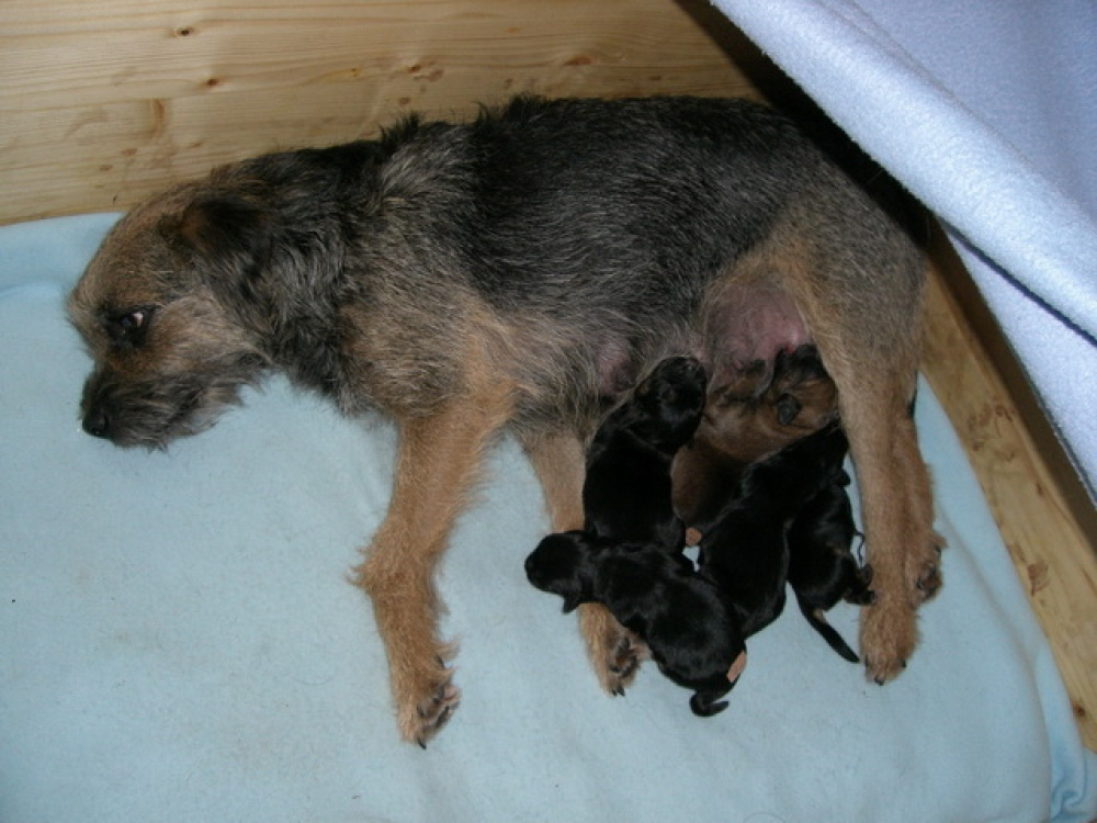 C-Wurf_am_Valentinstag_021