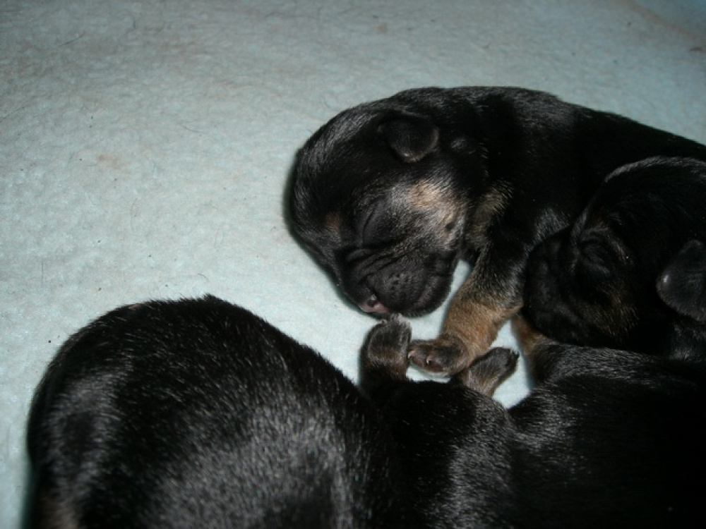 C-Wurf_am_Valentinstag_029