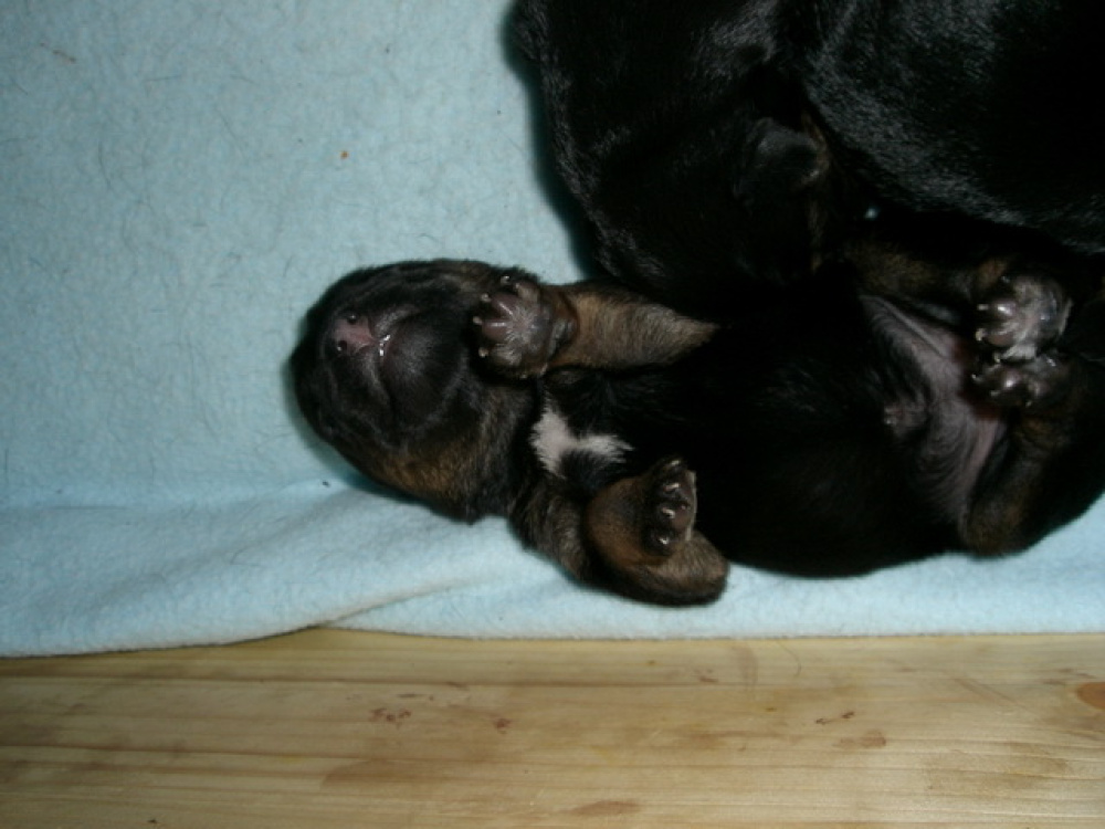 C-Wurf_am_Valentinstag_030