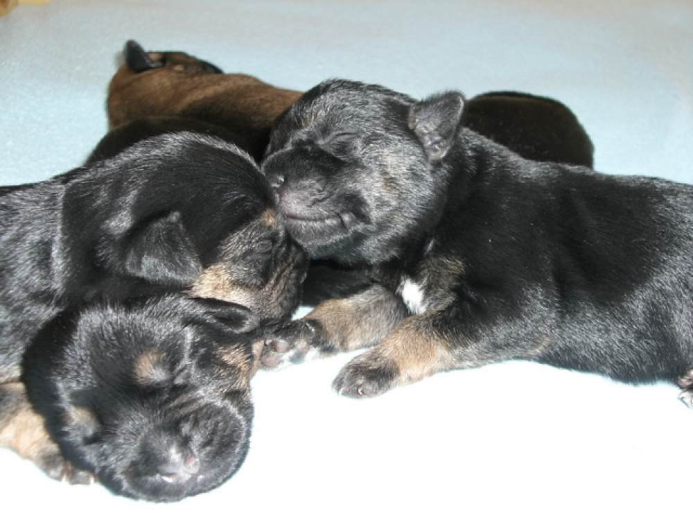 C-Wurf_am_Valentinstag_033