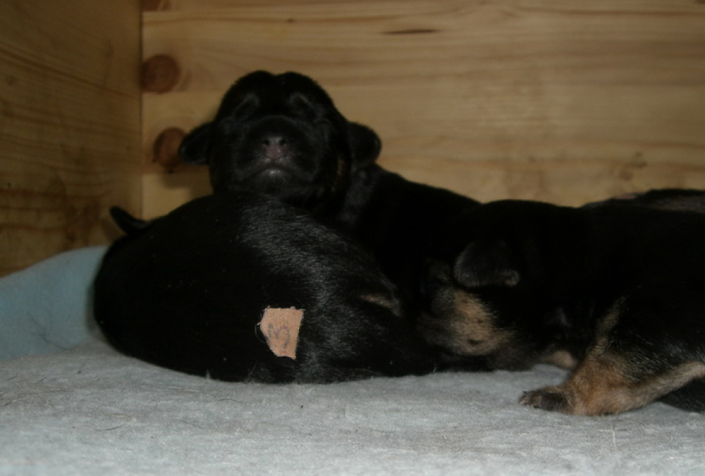 C-Wurf_am_Valentinstag_035