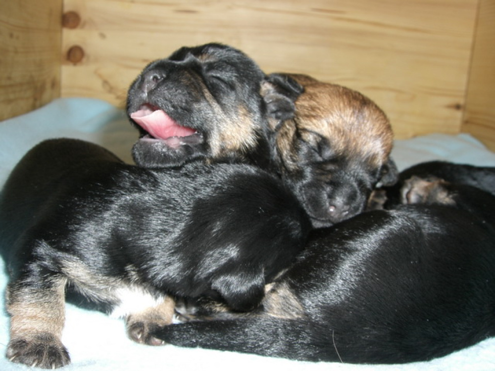 C-Wurf_am_Valentinstag_039