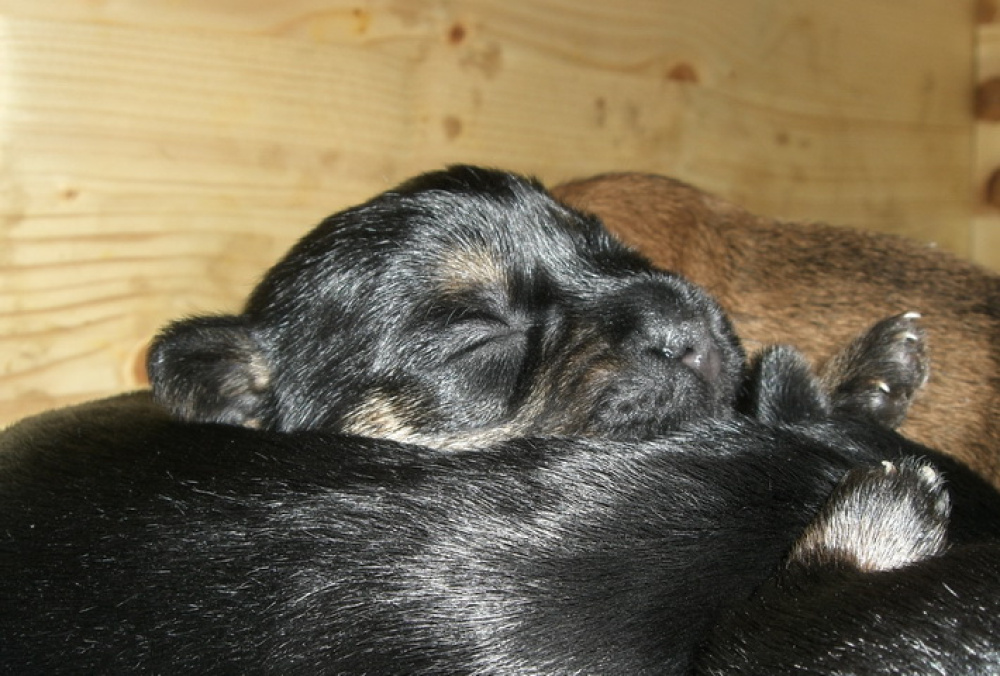 C-Wurf_am_Valentinstag_040