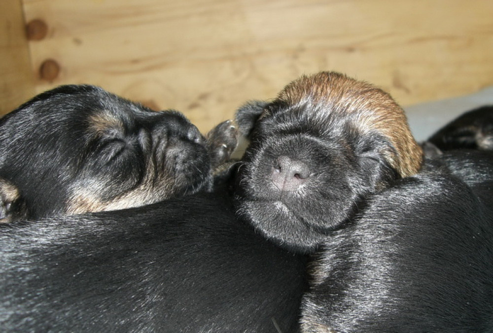 C-Wurf_am_Valentinstag_041