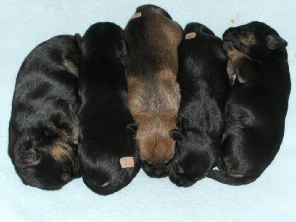 C-Wurf_am_Valentinstag_042