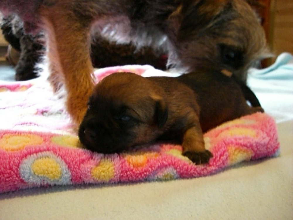 C-Wurf_am_Valentinstag_043