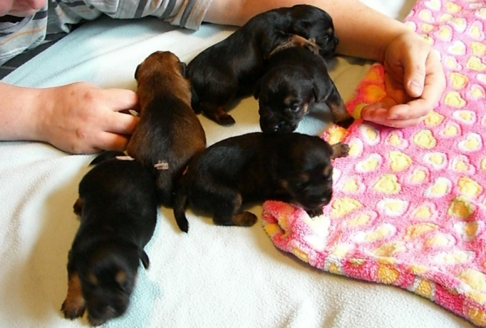 C-Wurf_am_Valentinstag_044