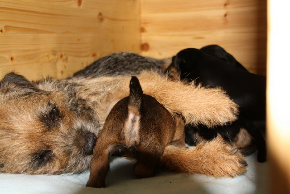 C-Wurf_am_Valentinstag_048