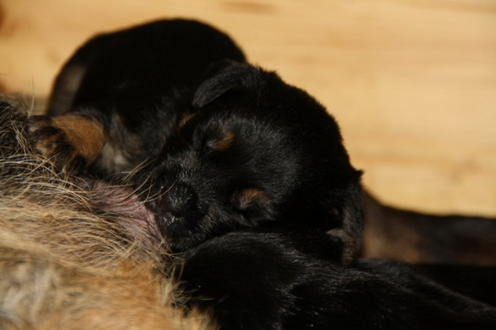 C-Wurf_am_Valentinstag_050