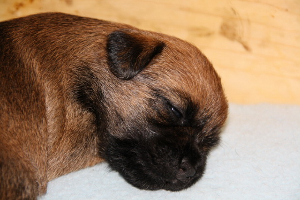 C-Wurf_am_Valentinstag_051