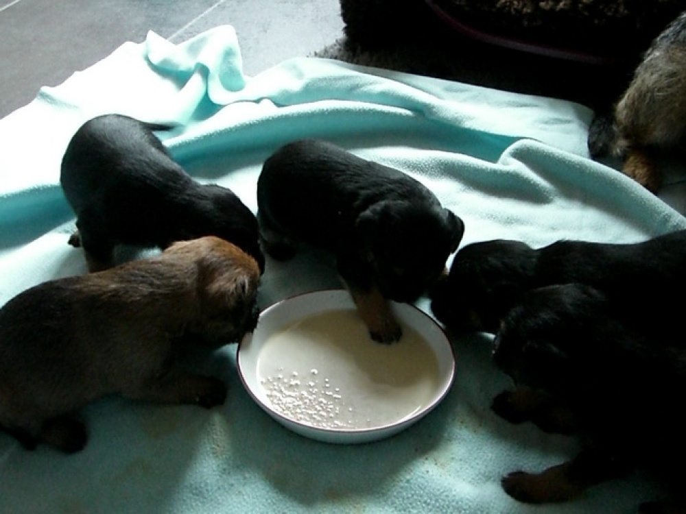 C-Wurf_am_Valentinstag_052