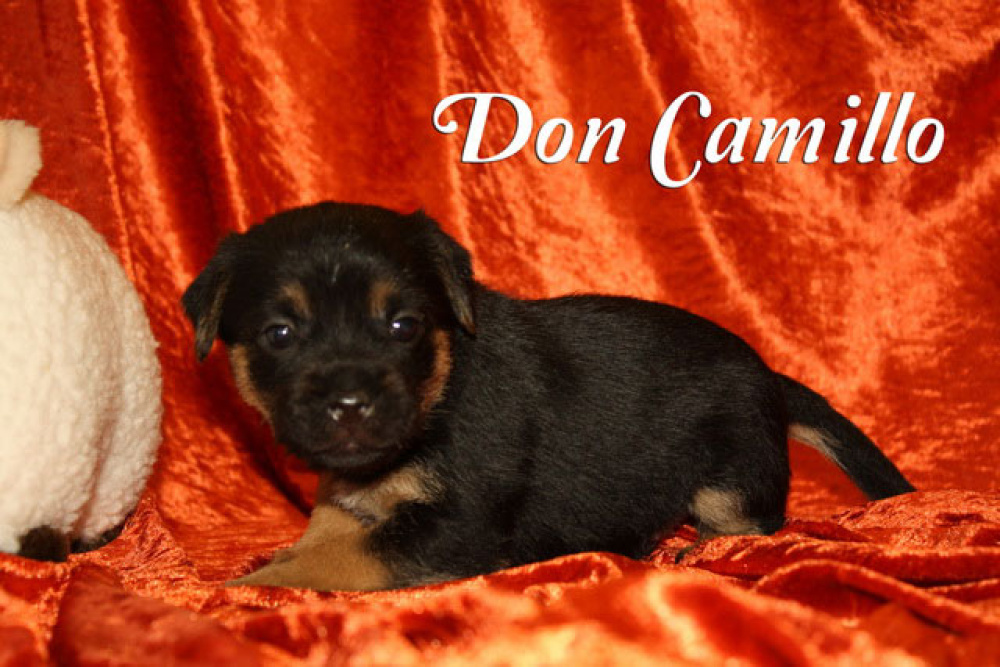 Don_Camillo