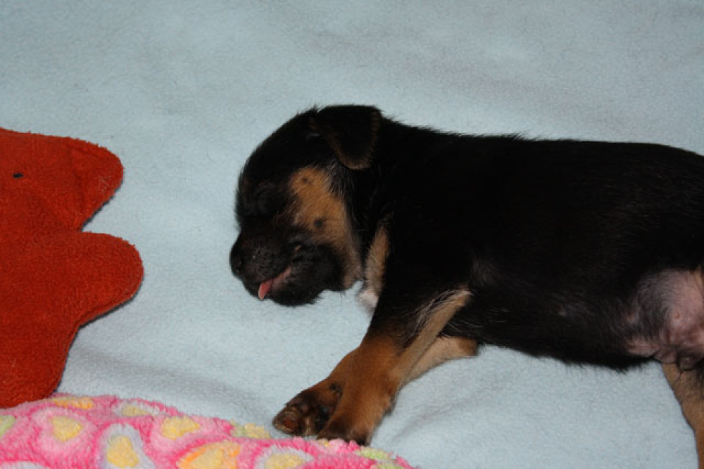 D-Wurf-5te_Woche_001