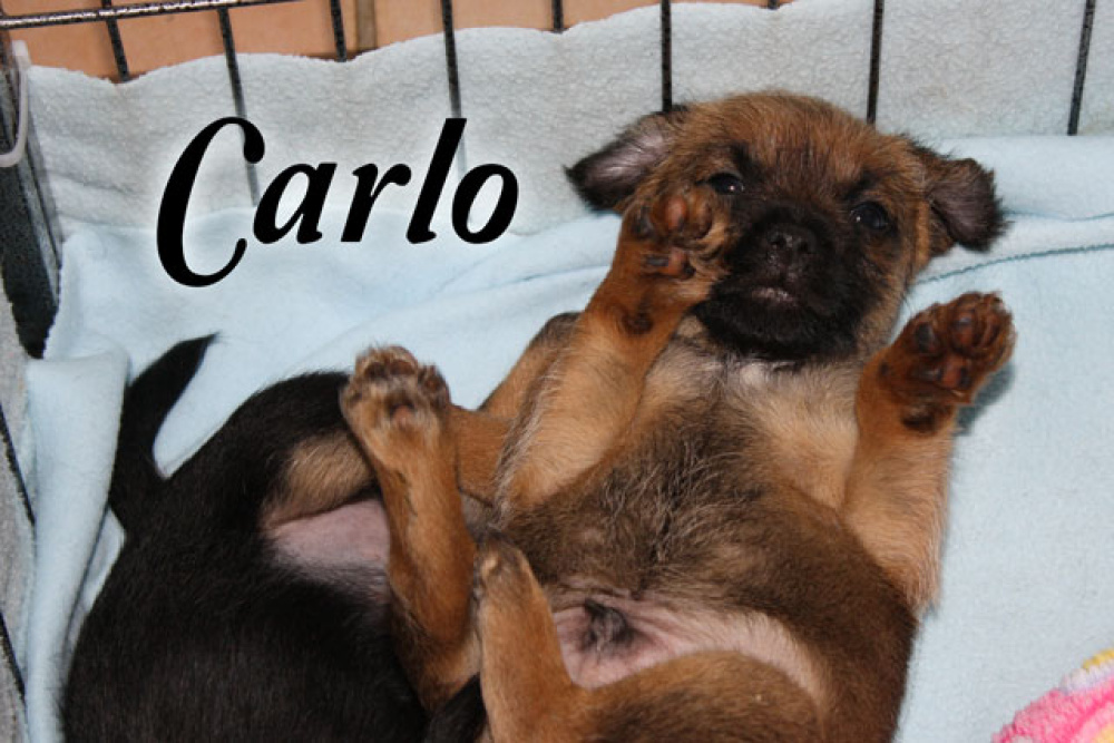 D-Wurf-5te_Woche_002