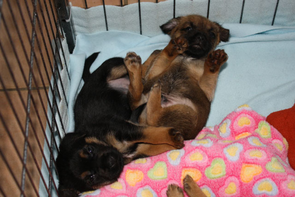 D-Wurf-5te_Woche_003