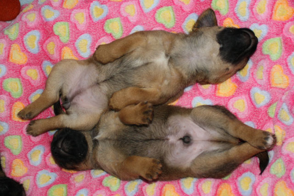 D-Wurf-5te_Woche_004