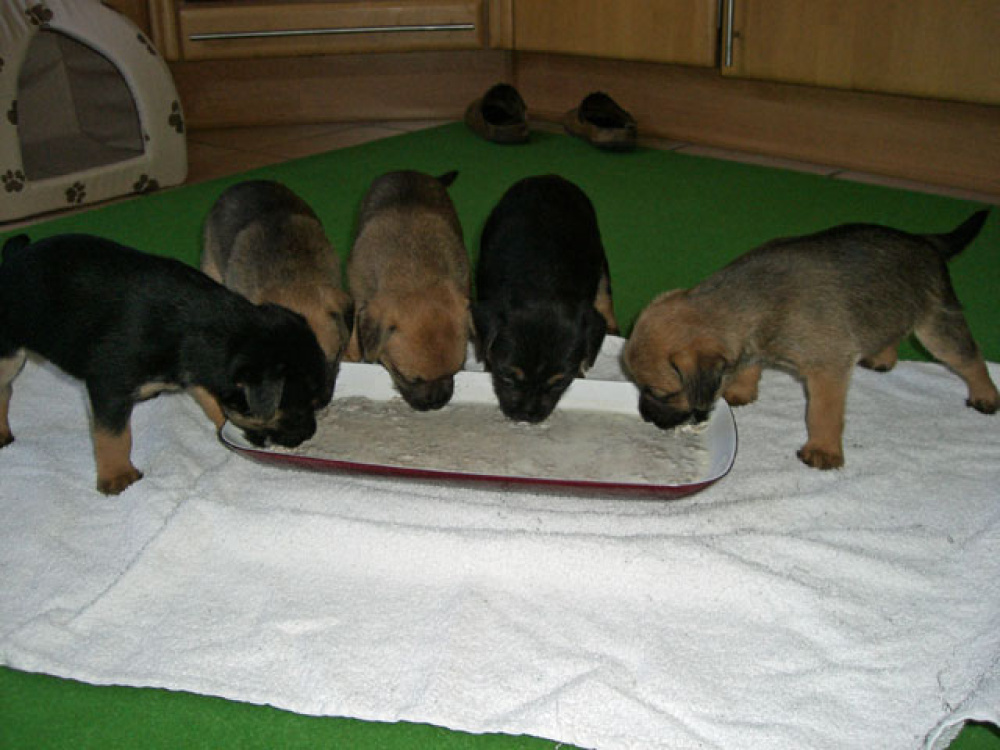 D-Wurf-5te_Woche_005