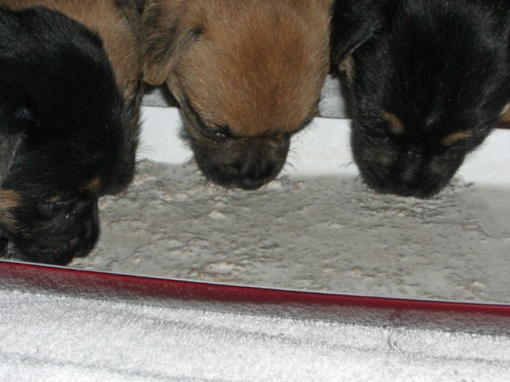 D-Wurf-5te_Woche_006