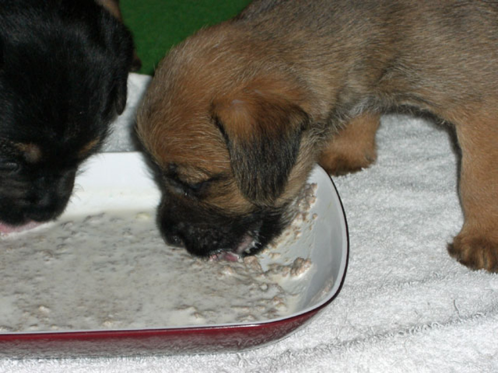 D-Wurf-5te_Woche_007