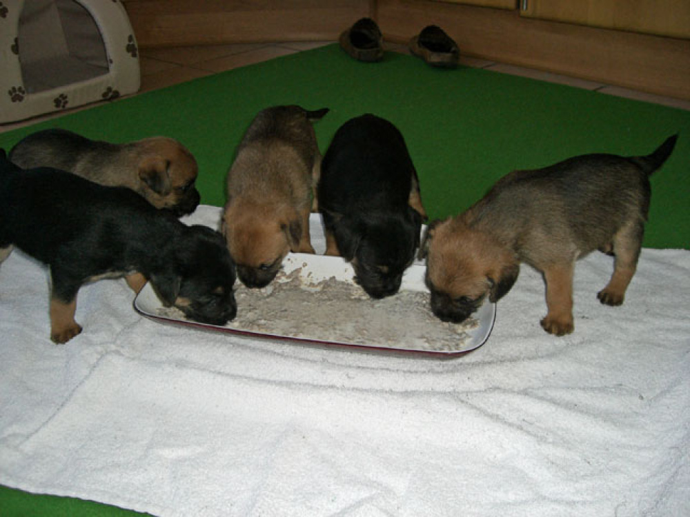 D-Wurf-5te_Woche_008